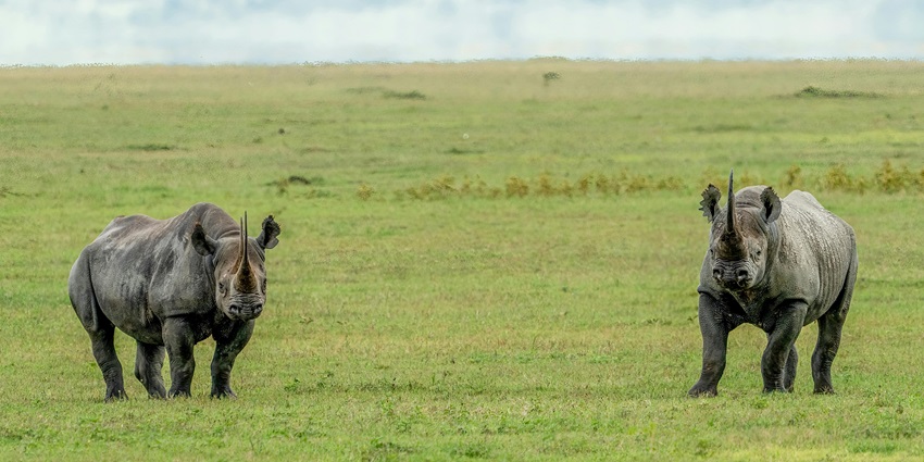 Rhinoceros at Kaziranga National Park, a famous attraction near Dirang Monastery.