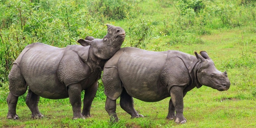 One-horned rhinoceros at Kaziranga Park, one of the best places to visit near Assam.