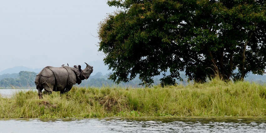 Kaziranga National Park is one of the best places to visit near Kamakhya Temple.