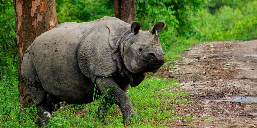 Kaziranga National Park is one of the best tourist destinations near Barak Valley in Assam