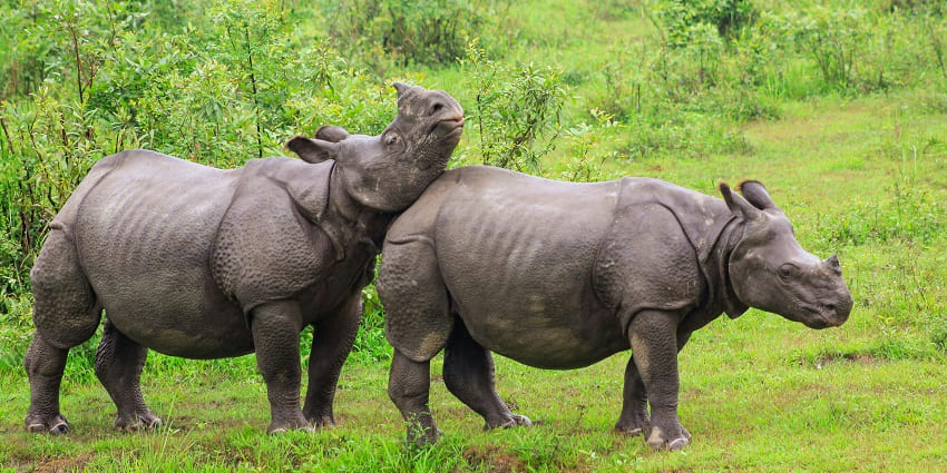 An inside view of Kaziranga National Park, one of the top places to visit near Jorhat.