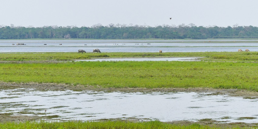 Scenic snapshot of the grasslands of the Kaziranga Park best places to visit in Kaziranga
