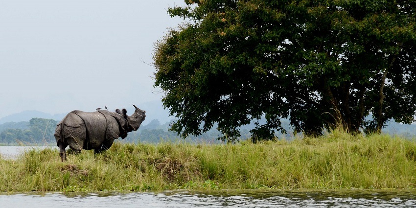 Kaziranga National Park is one of the best attractions near Garampani Wildlife Sanctuary.