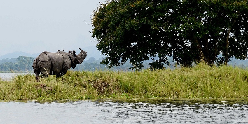 This attraction in Kaziranga region is one of the top places to visit for wildlife lovers.