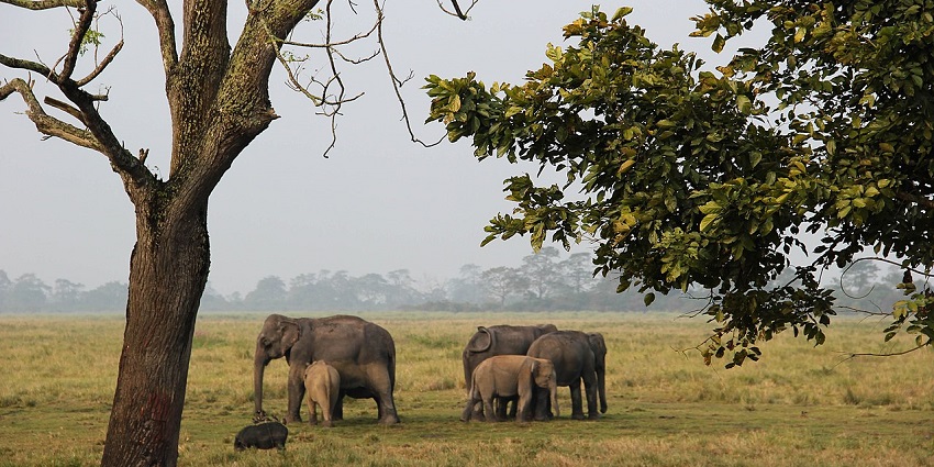 Kaziranga National Park is a must-visit place if you are exploring a zoo in Assam.