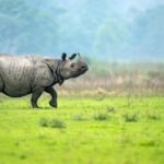 Scenic picture of the group of Rihino’s Strolling in their natural habitat in Kaziranga