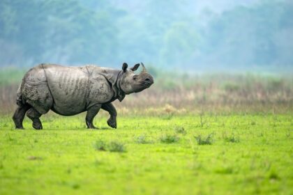 Scenic picture of the group of Rihino’s Strolling in their natural habitat in Kaziranga