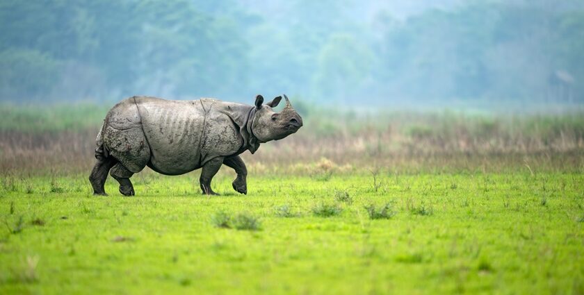 Scenic picture of the group of Rihino’s Strolling in their natural habitat in Kaziranga