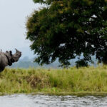 Snapshot of the Majestic Asiatic Rhinoceroses in the Kaziranga National Park