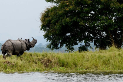 Snapshot of the Majestic Asiatic Rhinoceroses in the Kaziranga National Park