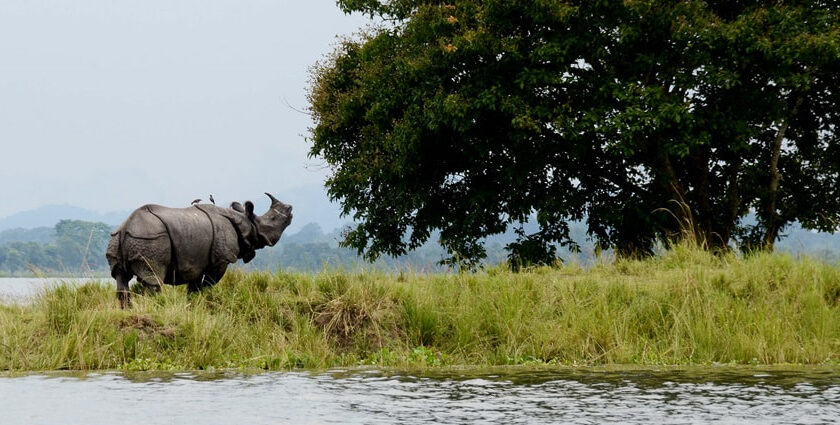 Snapshot of the Majestic Asiatic Rhinoceroses in the Kaziranga National Park