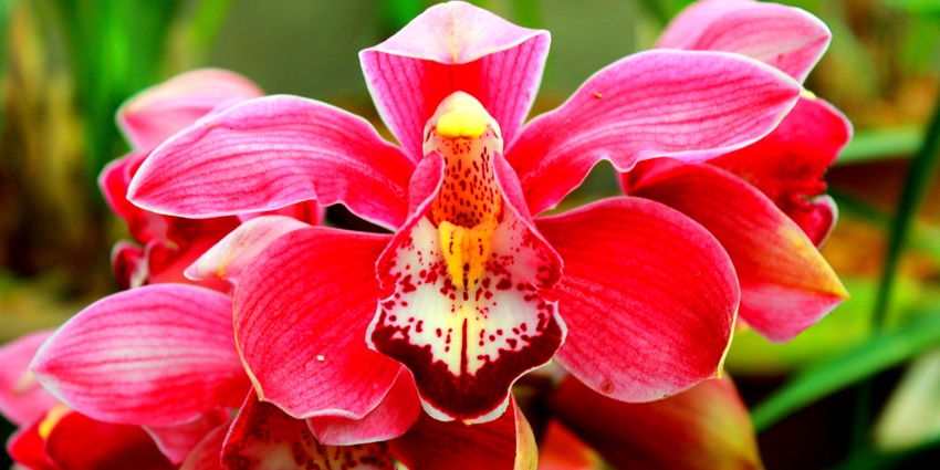 Snapshot of the beautiful Orchid plant in the biodiversity park of Kaziranga National Park