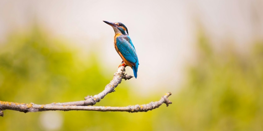 A kingfisher at Keibul Lamjao National Park, one of the top places to visit in Imphal.