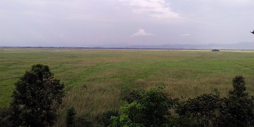 Exploring Keibul Lamjao National Park is one of the best things to do in Manipur.