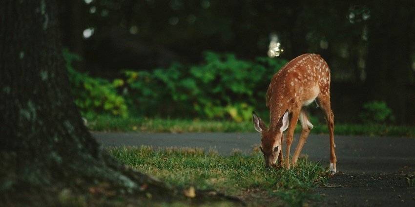 Keibul Lamjao National Park is one of the best wildlife sanctuaries in Manipur for all.