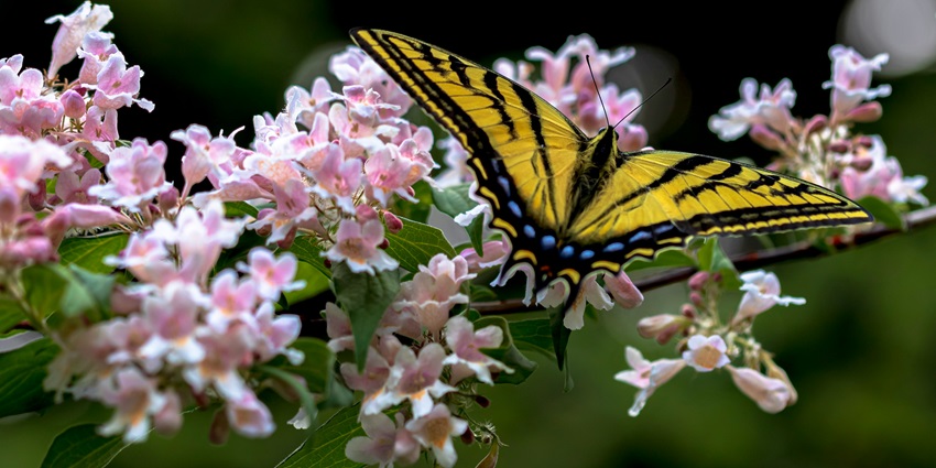 Kemenuh Butterfly Park is a mesmerising and beautiful place to visit for travellers.
