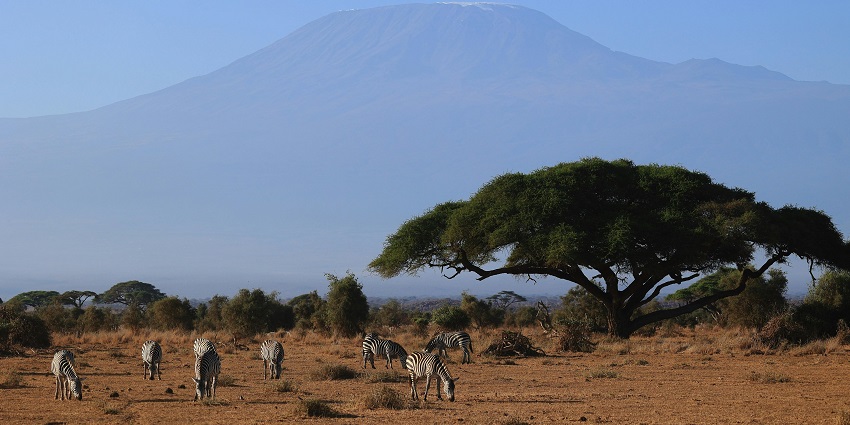 A group of zebras captured through lens while grazing grass at Amboseli National Park in Kenya.