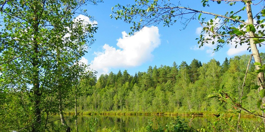 A breathtaking view of a sparkling lake in a lush green forest during the daytime.