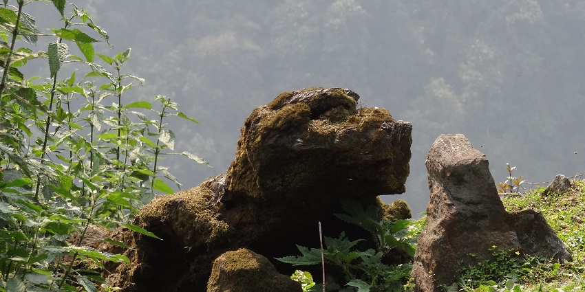 Khangchendzonga National Park has various species of fauna like red panda, leopard, Himalayan tahr,etc.