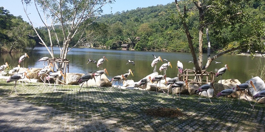 This zoo, with a splendid night safari, is one of the most amazing Bangkok zoos.