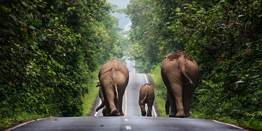 An elephant family walking up a road in the famous Khao Yai National Park in the region.