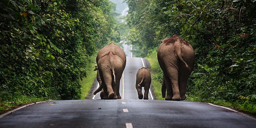 A picture of three elephants walking on a road at the famous Khao Yai National Park.