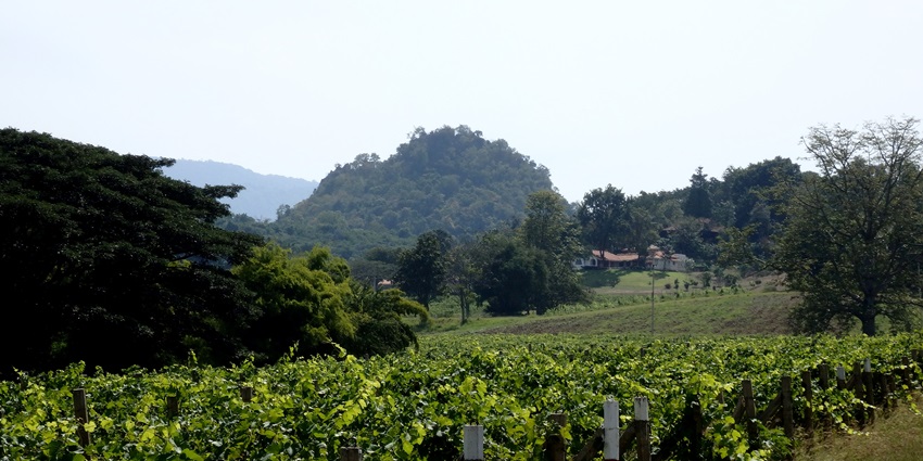 Have a unique experience exploring the Khao Yai Winery located in Khao Yai region.