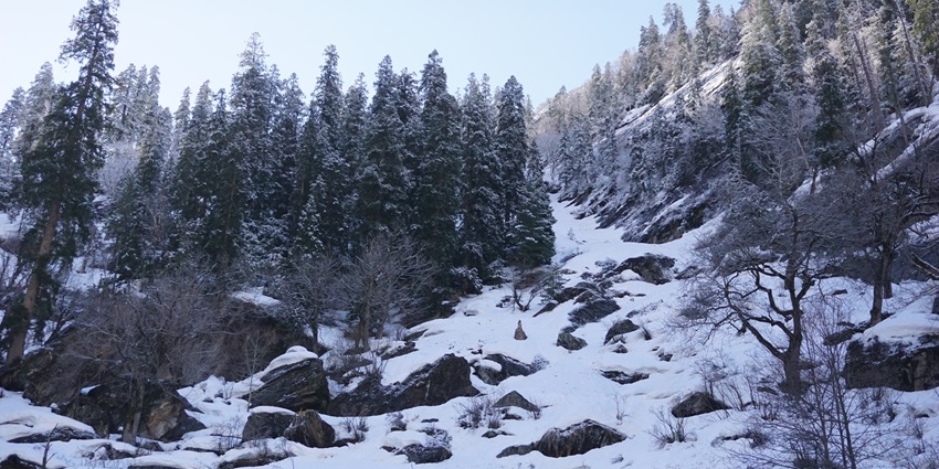 Enchanting view of the snow covered mountains with pine trees in this national park