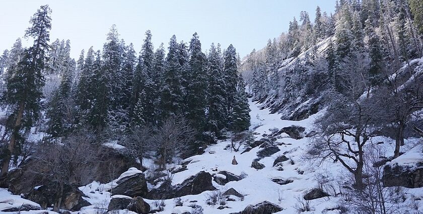 Hills of Khirganga National park covered with pine trees and blankets of snow