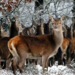 Herd of Deer in the Khokhan wildlife sanctuary in the lap of Himalayan mountain