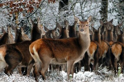 Herd of Deer in the Khokhan wildlife sanctuary in the lap of Himalayan mountain