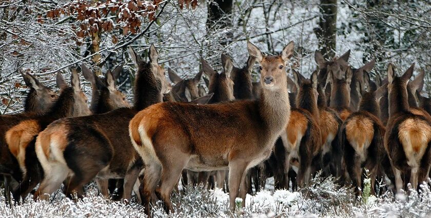 Herd of Deer in the Khokhan wildlife sanctuary in the lap of Himalayan mountain