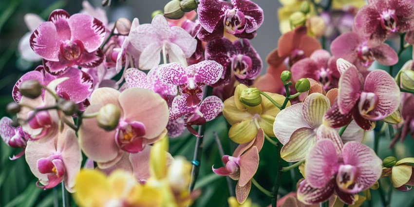 Khonghampat Orchidarium is one of the most beautiful places to visit in Manipur.