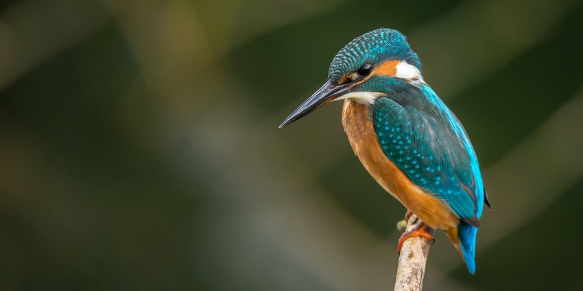 View of a small bird perched on a tree branch in Khongjaingamba Ching Wildlife Sanctuary.