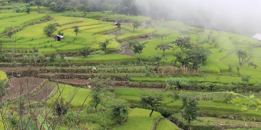 Stunning green fields of Khonoma Green Village - a place to visit in Dzukou Valley in April.