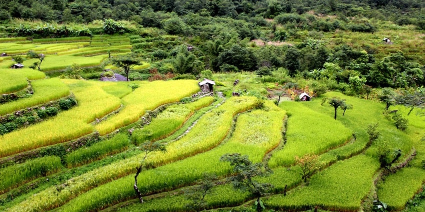 Khonoma is one of the valleys in Nagaland that houses a protected sanctuary for conservation.