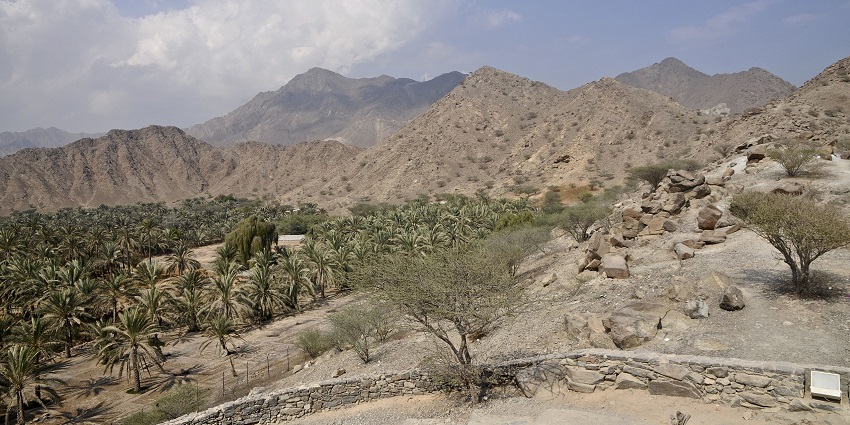 A picture of deserted mountains in the UAE with a cover of cacti all over the place