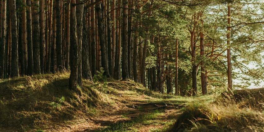 A glimpse of the Kiala Forest, one of the picturesque Shimla Wildlife Sanctuaries.
