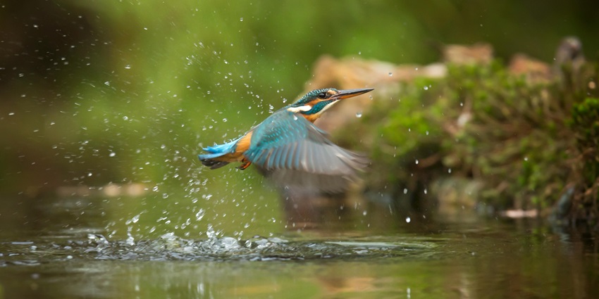 Kingfisher flying above a river, displaying its vibrant plumage and swift movement.