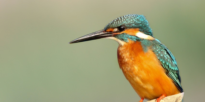 Sri Venkateswara National Park offers several nature trails to explore wildlife.