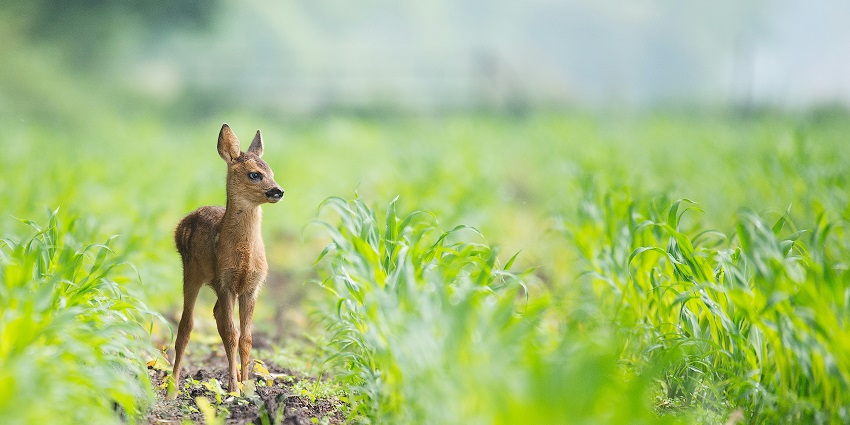 Witness the diverse wildlife at the famous Kinnerasani Wildlife Sanctuary, Telangana.