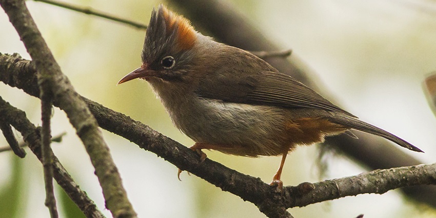 Visiting Kitam Bird Sanctuary is one of the top things to do in Namchi, Sikkim.