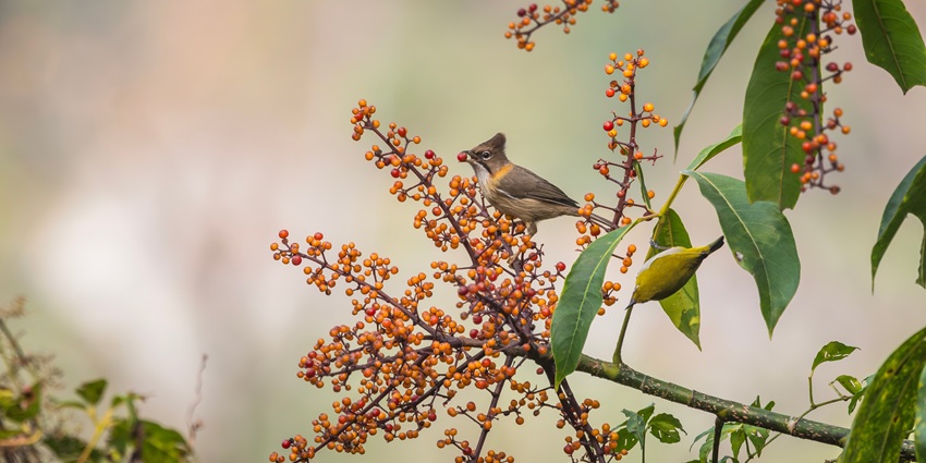 The species Rusty-fronted Barwing photographed during the birding tour in a Wildlidfe Sanctuary