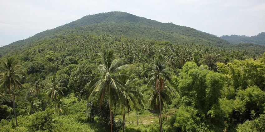 Lush rainforests of Ko Pha Ngan, one of the top places to visit in Thailand in August.