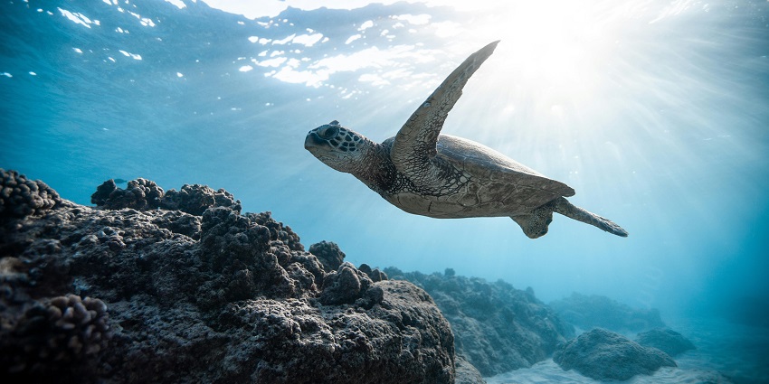 A picture of a turtle taken underwater while diving and exploring the marine life