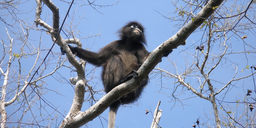 A monkey sitting on a tree branch