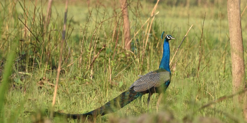 Kohima Wildlife Sanctuary is a significant national park in Nagaland to learn its ecology