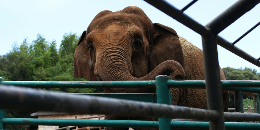 Enjoy a thrilling wildlife safari in Kok Chang Safari on your next trip to Thailand.
