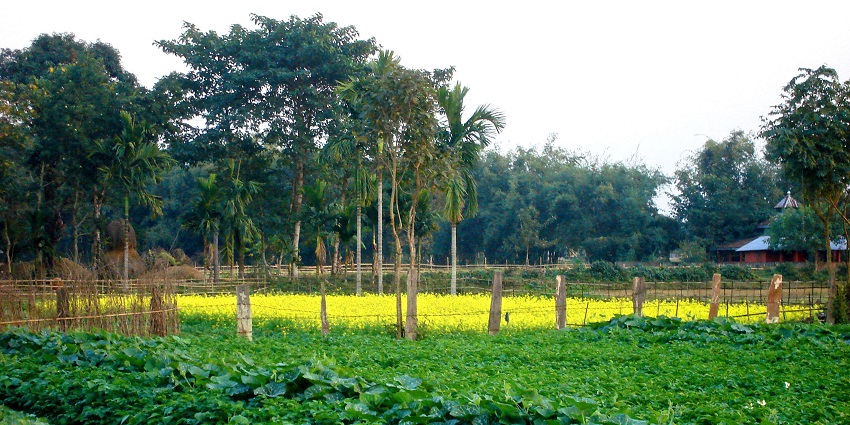 A picture of a lush farm in Kokrajhar, with a blanket of trees and greenery