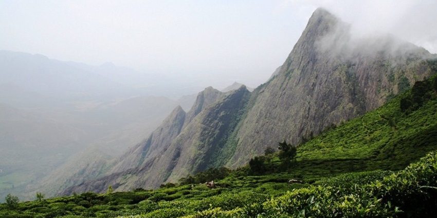 A view of the Kolukkumalai Tea Estate, one of the top places to visit in Munnar in May.